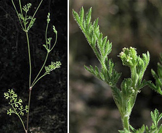 Yabea microcarpa