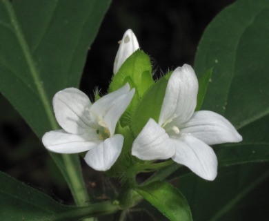 Yeatesia viridiflora