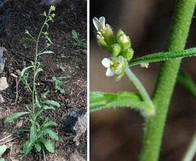 Yosemitea repanda