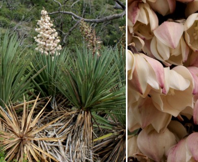 Yucca X schottii