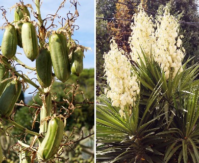 Yucca aloifolia