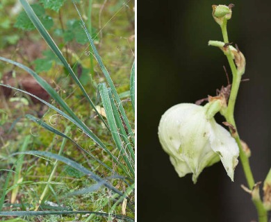 Yucca arkansana