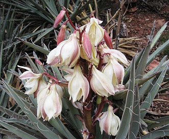 Yucca baccata