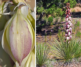 Yucca baileyi