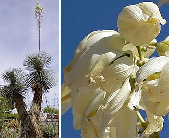 Yucca elata