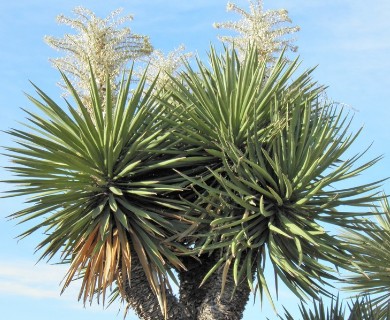 Yucca faxoniana