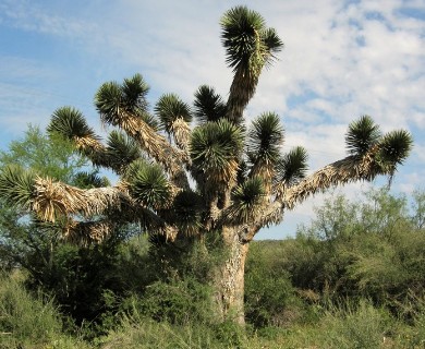 Yucca filifera