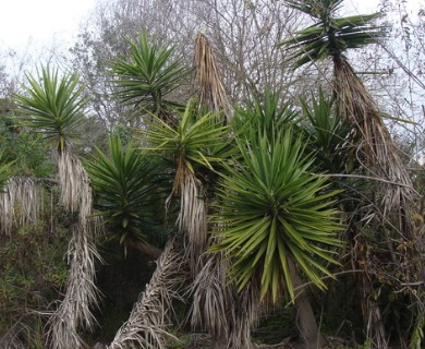 Yucca gloriosa