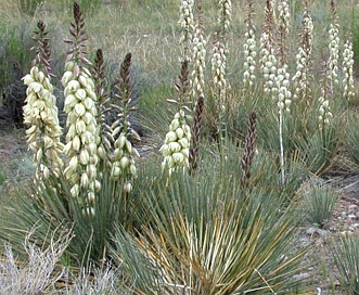 Yucca harrimaniae