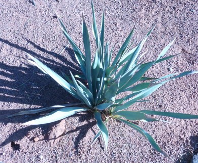 Yucca pallida