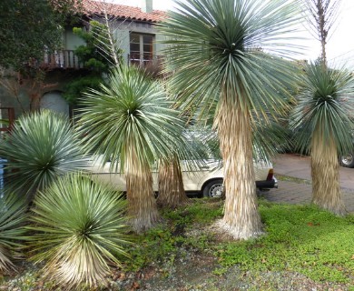 Yucca rostrata