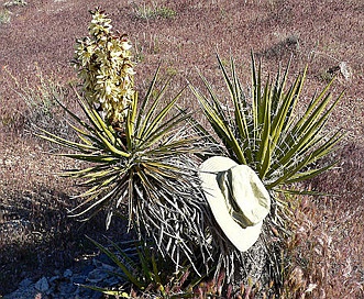 Yucca schidigera