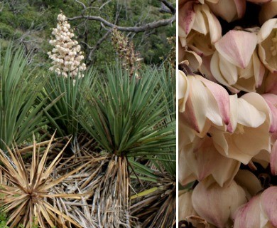 Yucca schottii