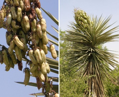 Yucca treculeana