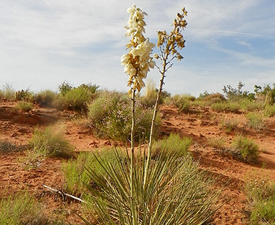 Yucca utahensis