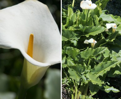 Zantedeschia aethiopica