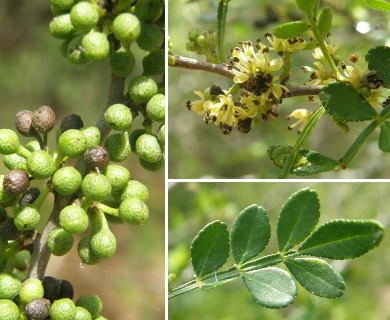 Zanthoxylum fagara