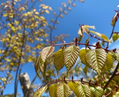 Zelkova serrata