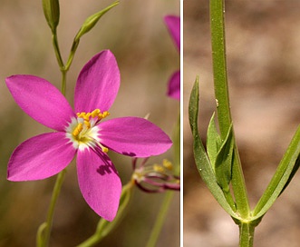 Zeltnera arizonica