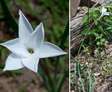 Zephyranthes drummondii