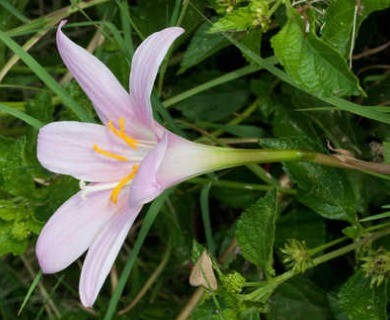 Zephyranthes minuta