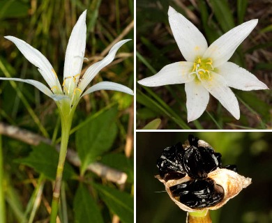 Zephyranthes treatiae