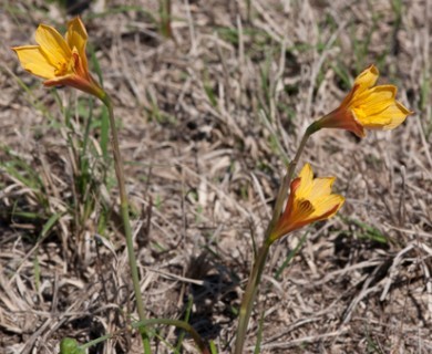 Zephyranthes tubispatha