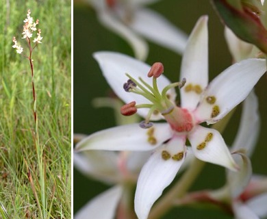 Zigadenus glaberrimus