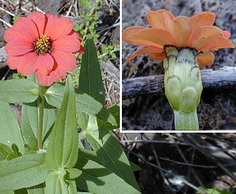 Zinnia peruviana