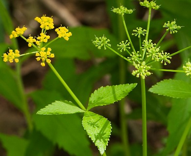 Zizia trifoliata