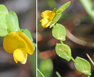 Zornia bracteata