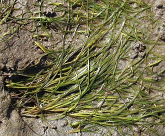 Zostera japonica