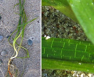 Zostera marina