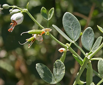 Zygophyllum fabago