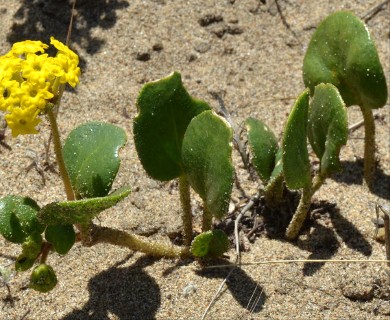 Abronia latifolia