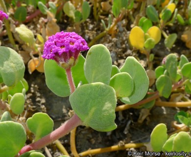 Abronia maritima