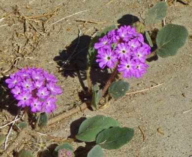 Abronia villosa