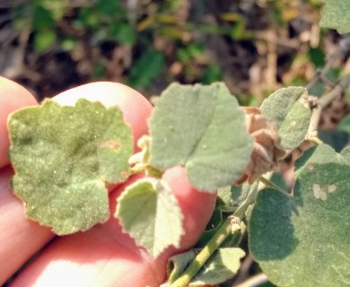 Abutilon berlandieri