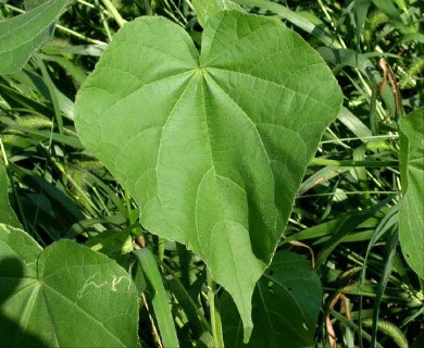 Abutilon theophrasti