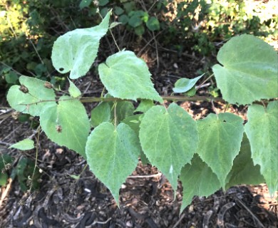 Abutilon trisulcatum