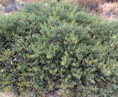 Acacia redolens