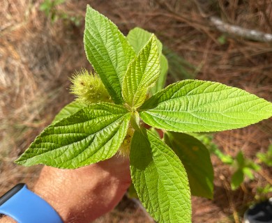 Acalypha arvensis