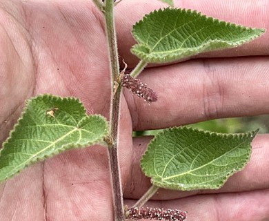 Acalypha comonduana