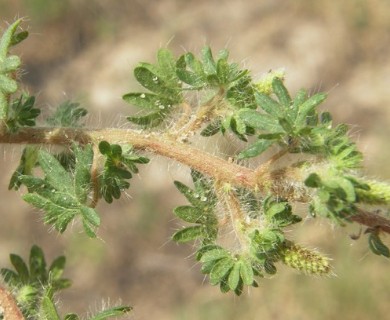 Acalypha radians