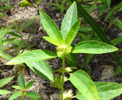 Acalypha virginica