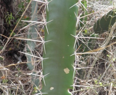 Acanthocereus tetragonus