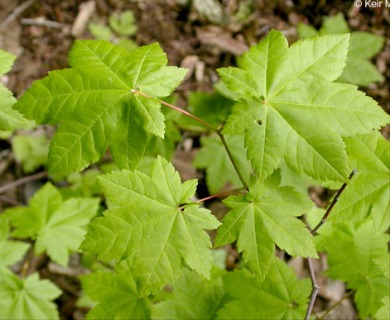 Acer circinatum