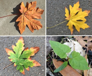 Acer macrophyllum