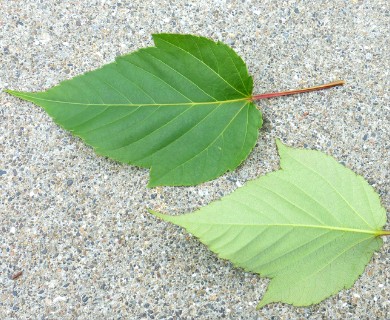 Acer pensylvanicum