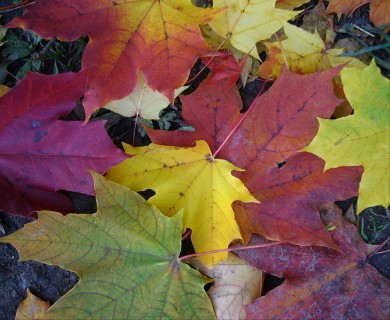 Acer platanoides